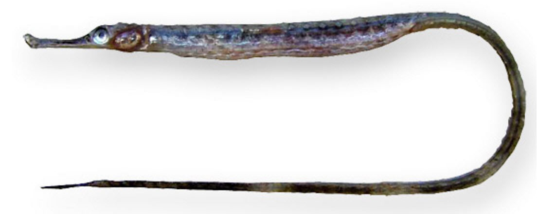 Syngnathus phlegon_04